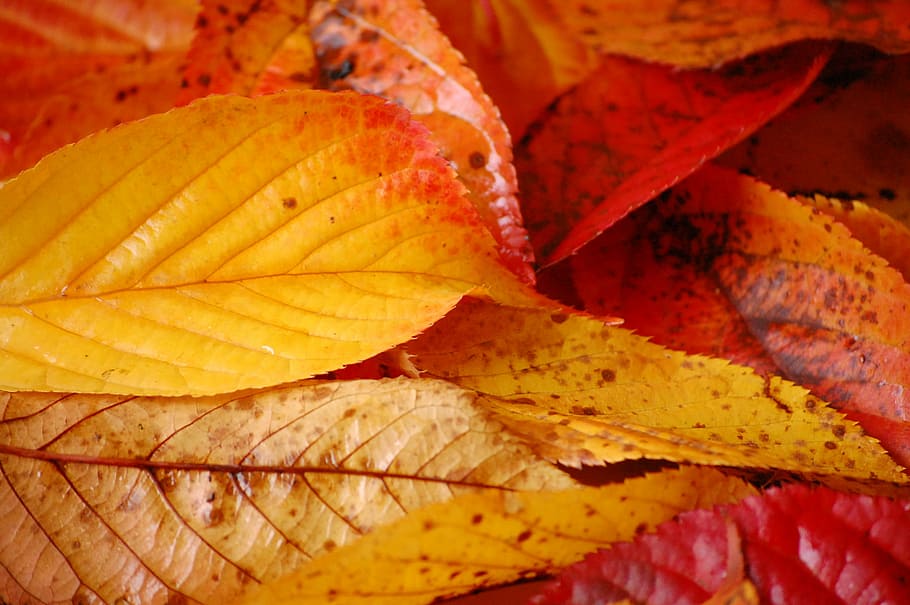 Bures, Couleurs, automne, leaf, autumn, change, orange color HD wallpaper