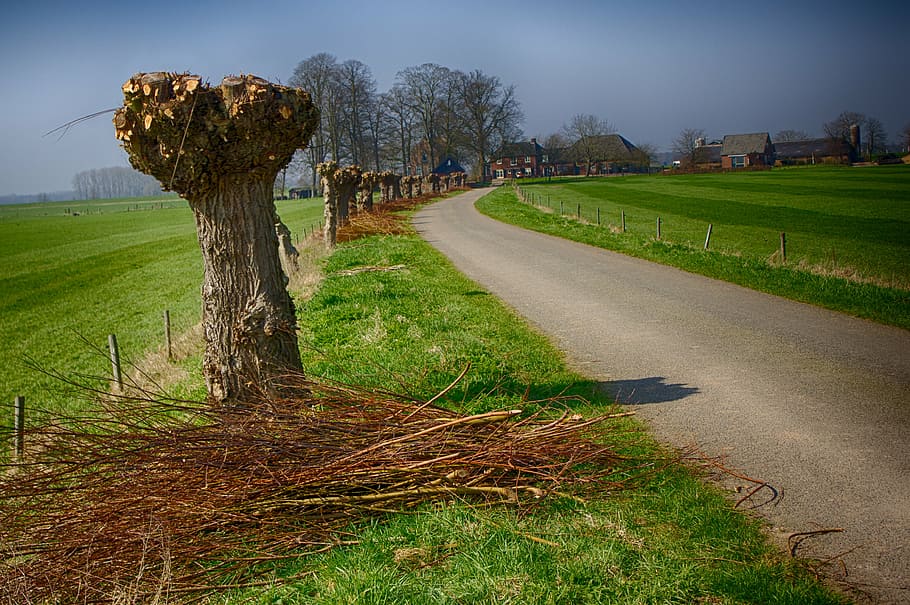 willows, polder, road, plant, grass, tree, nature, sky, environment HD wallpaper