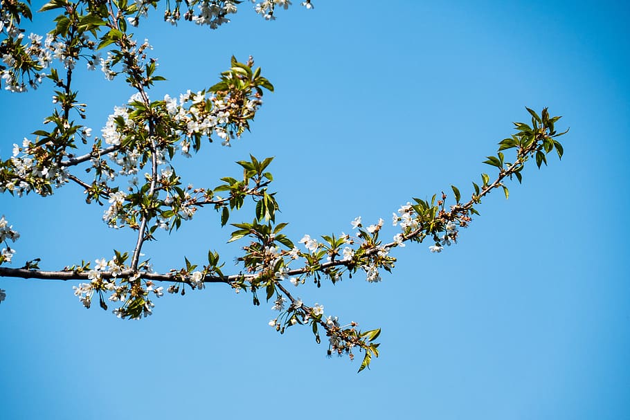 cherry, tree, branch, flora, leaf, season, sky, plant, clear sky HD wallpaper