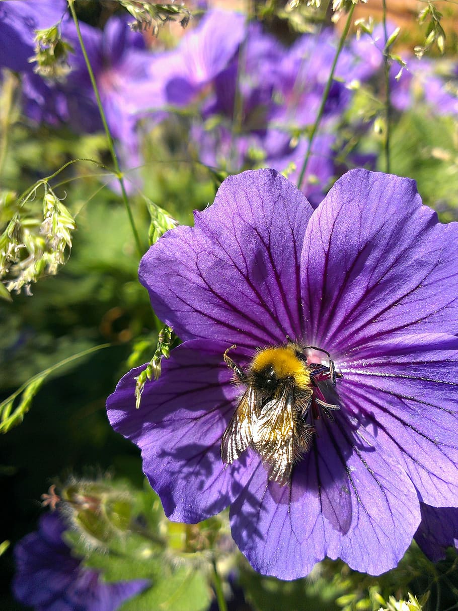 Bee, Flowers, Insect, Blossom, Nectar, pollinate, nature, purple HD wallpaper