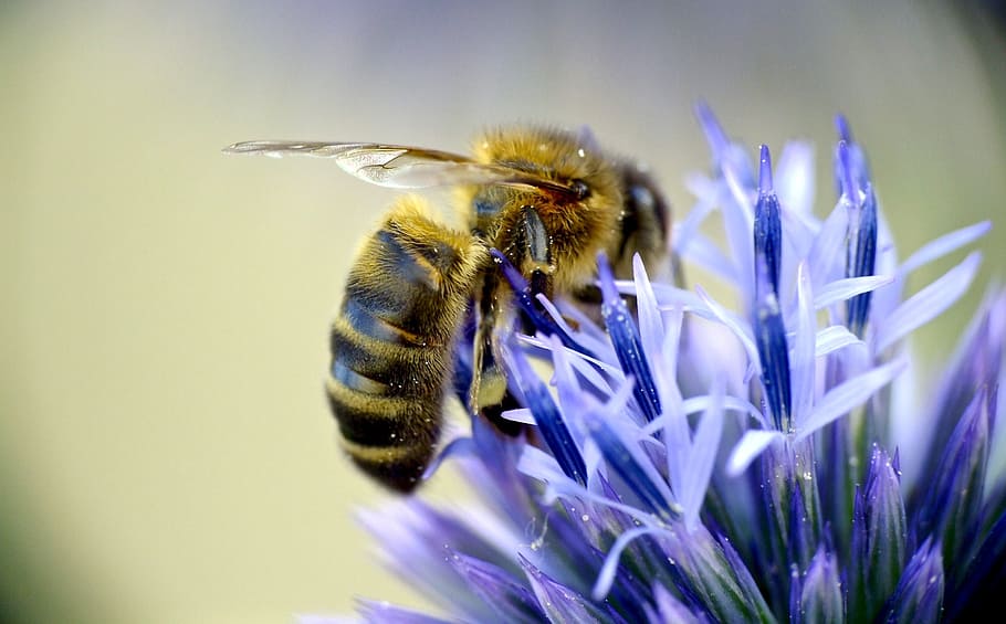 bee sucking pollen from purple flower, european honeybee, pollinator