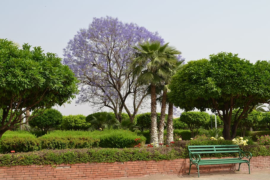 nature, tree, chair, plant, growth, park, green color, beauty in nature HD wallpaper