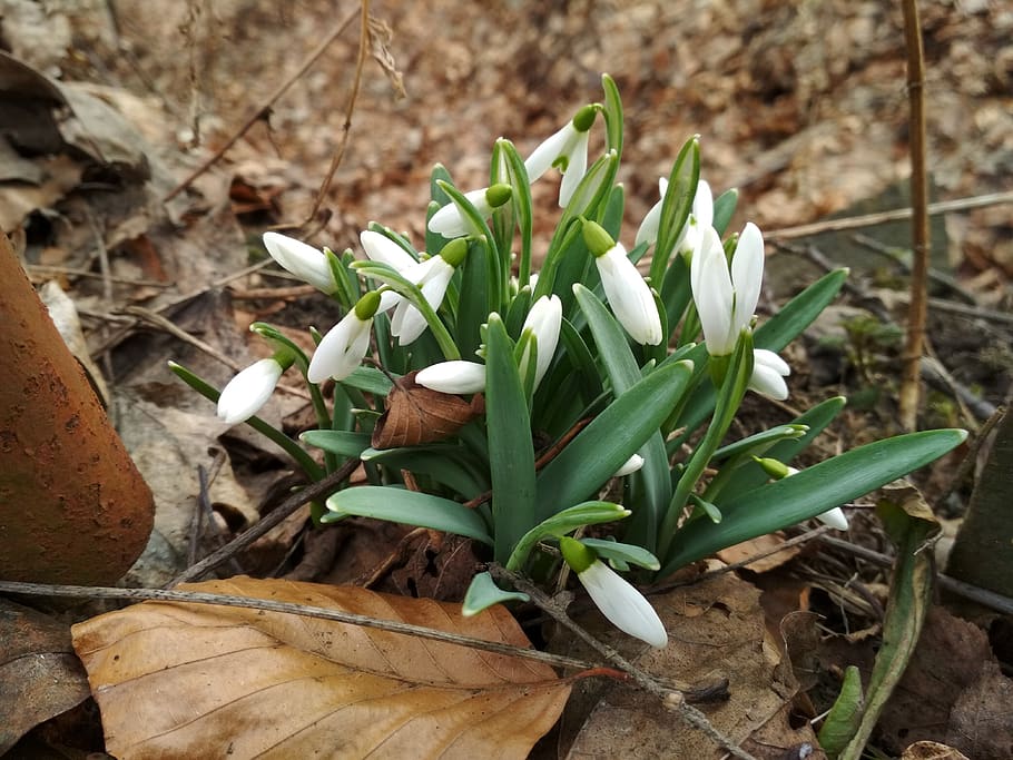 snowdrop, flower, plant, field, growth, land, leaf, plant part HD wallpaper