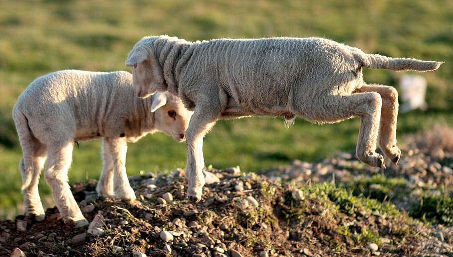 lamb, the flock, play, pet, animal themes, mammal, domestic animals HD wallpaper