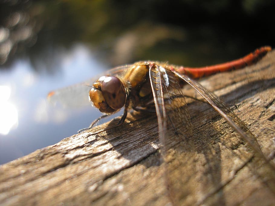 bug, nature, helicopter, dragonfly, macro, one animal, close-up HD wallpaper