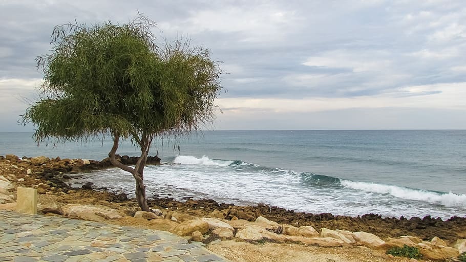 Tree, Sea, Cloudy, Afternoon, nature, scenics, beauty in nature HD wallpaper