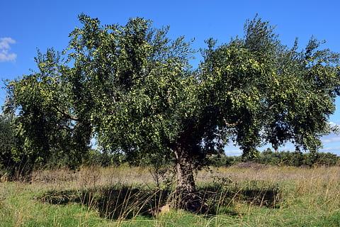 olive tree, olivier, olives, olive harvest, plant, olea europaea HD wallpaper