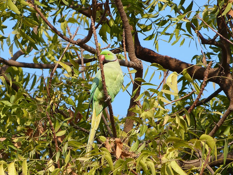 tree, nature, leaf, fruit, plant, india, parakeet, bird, growth HD wallpaper