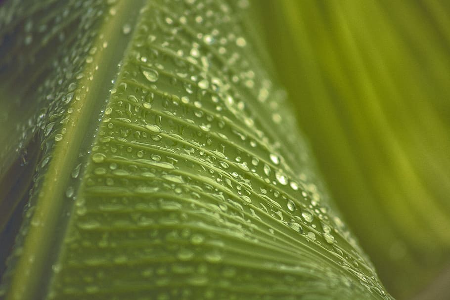 droplets on green leaf, droplets of water on leaf, water droplets HD wallpaper