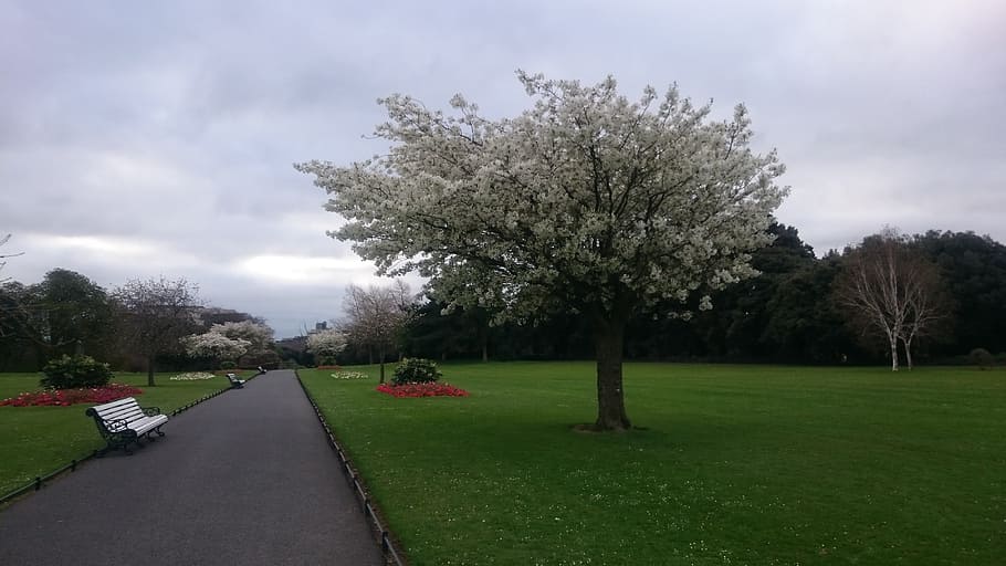 tree, flower, ireland, plant, sky, grass, growth, nature, cloud - sky HD wallpaper