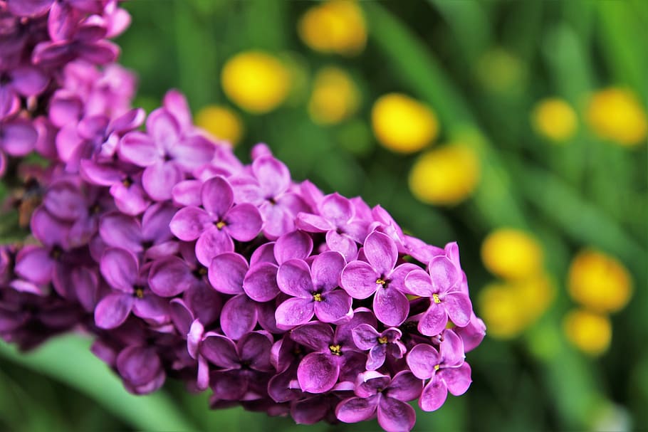 selective focus photography of purple petaled flower, without, HD wallpaper