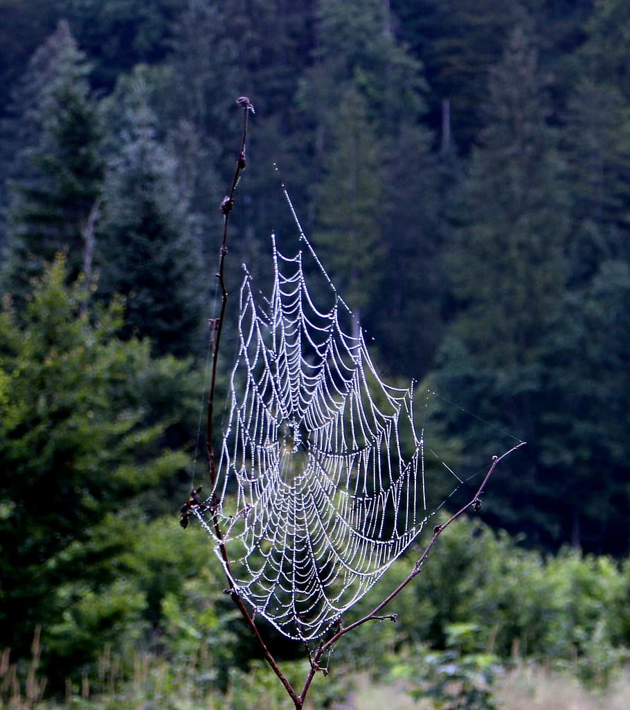network, dream catcher, mystical, trees, nature, mood, landscape HD wallpaper
