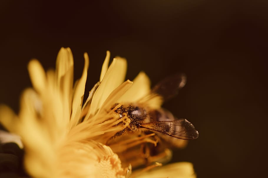 macro photography of brown insect, macro photo of honey bee on yellow flower HD wallpaper