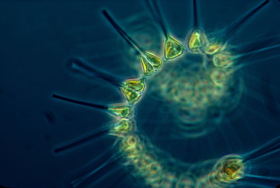 micro photography of green bacteria, phytoplankton, living organism