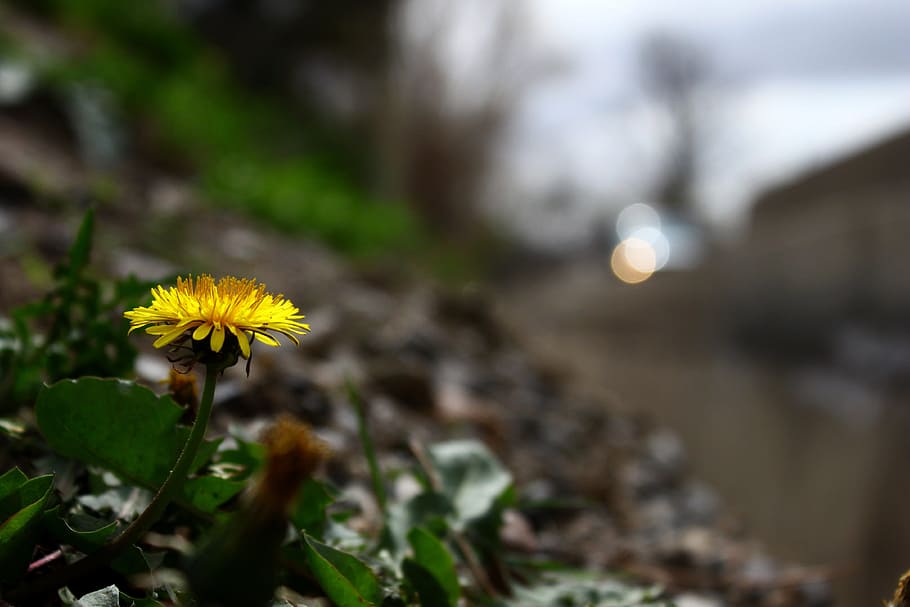 dandelion, flower, regular, yellow, solo, flowering plant, freshness HD wallpaper