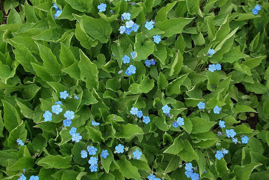 flowers, blue, nature, spring, background, plant, garden, plant part HD wallpaper