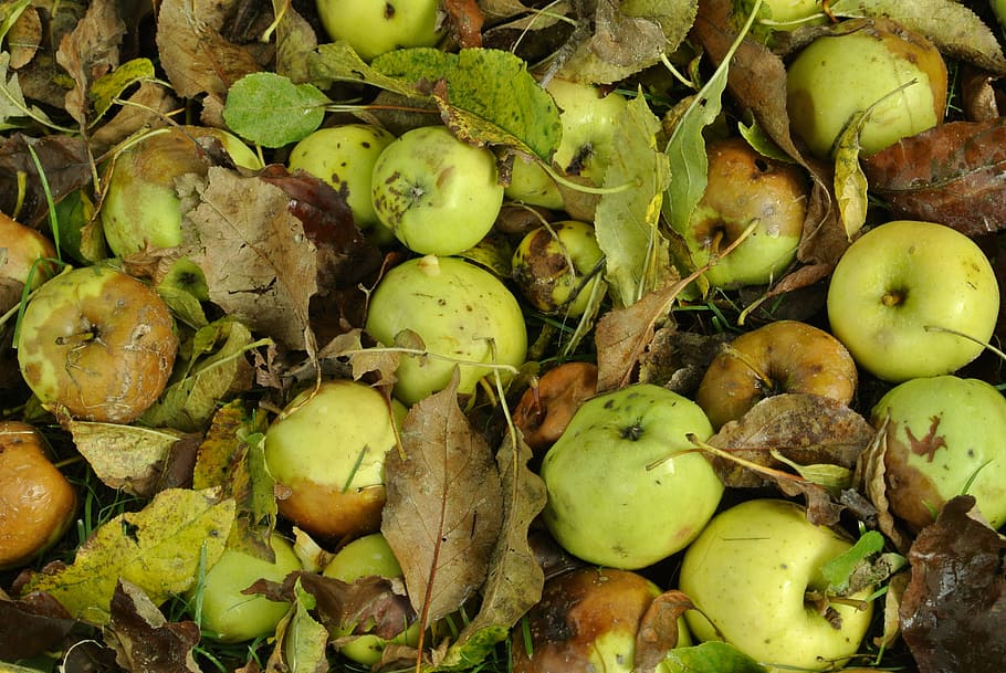 autumn, apple, fruit, tree, apple tree, garden, nature, harvest HD wallpaper