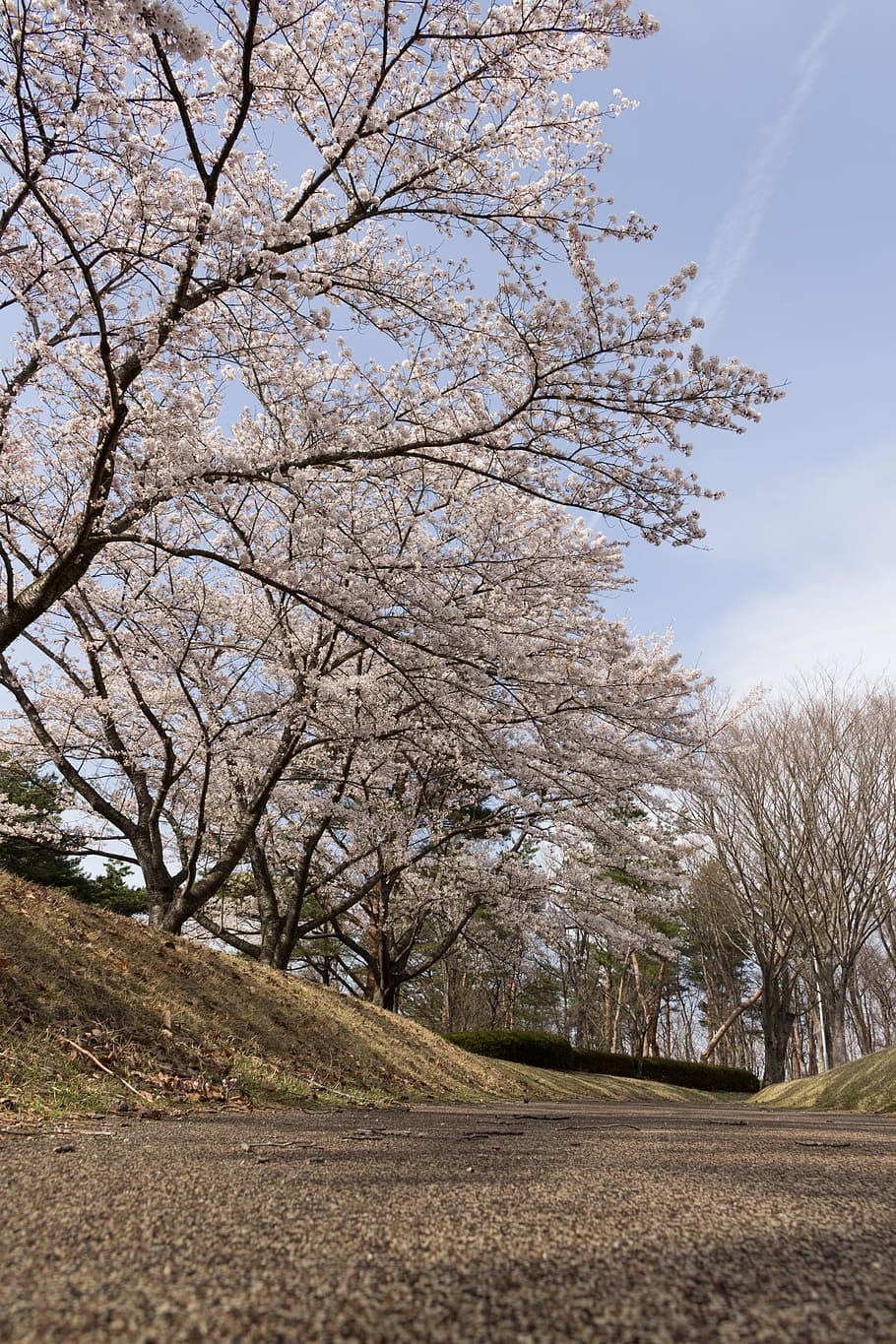 flowers, cherry, japan, spring, wood, lawn, cherry blossoms HD wallpaper