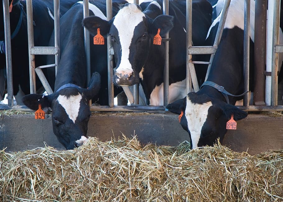 cow in cage eating hay, cows, feeding, milking, stalls, farm HD wallpaper