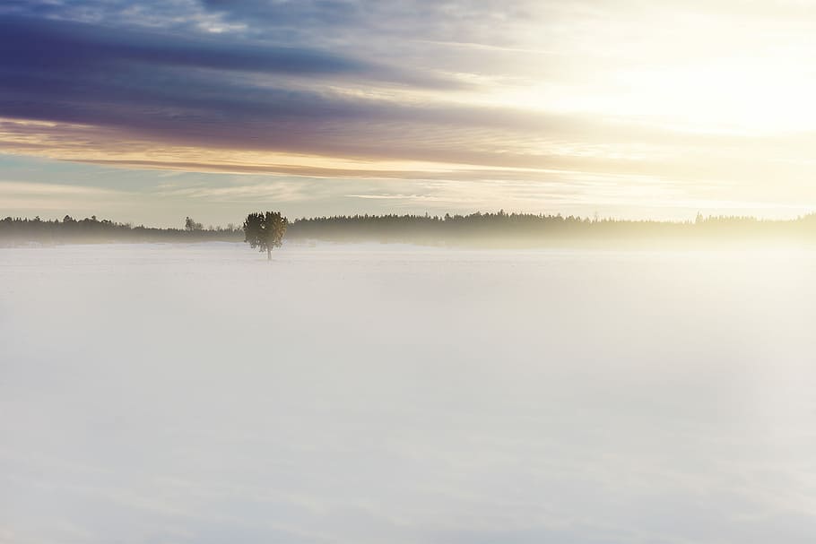 green tree in middle of fog under cloudy sky, snow filled area HD wallpaper