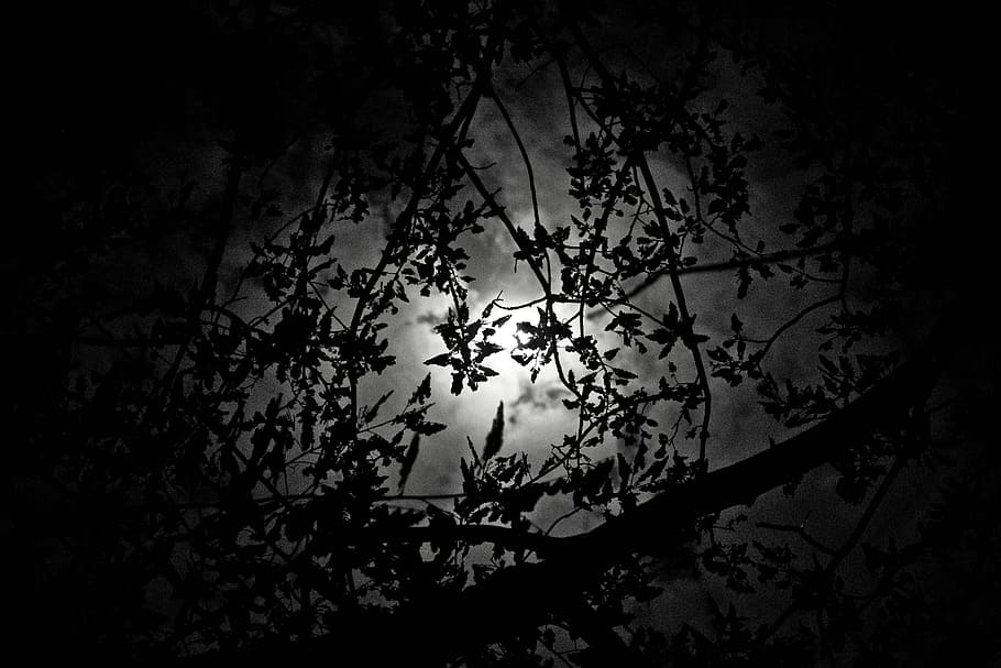 The Moonlight, The Night, a beautiful view, tree, branch, the shadow, HD wallpaper