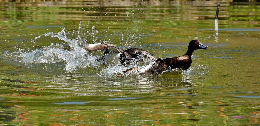 brown duck swim on water, tufted duck, ducks, play, action HD wallpaper