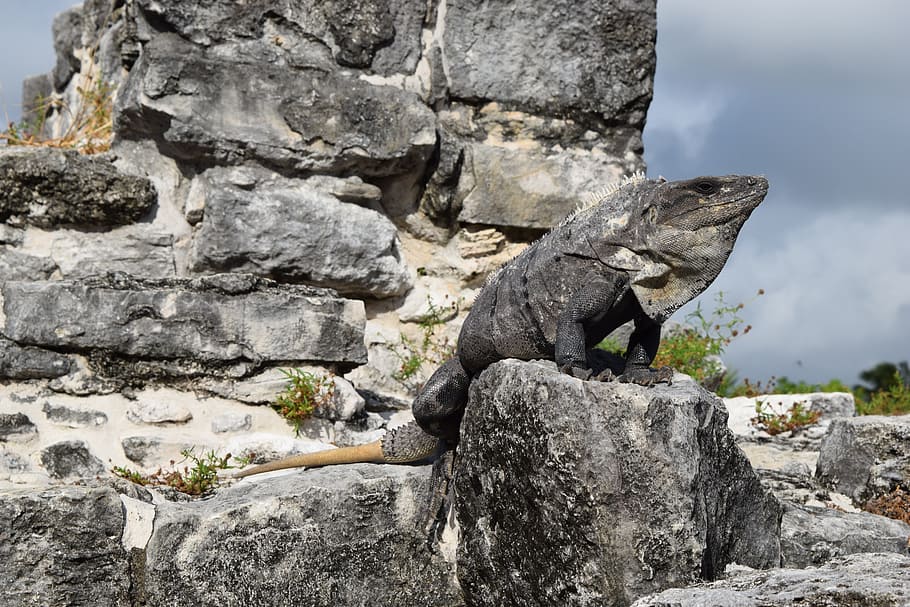 iguana, stocks, grey, lizard, wildlife, animal, nature, reptile HD wallpaper