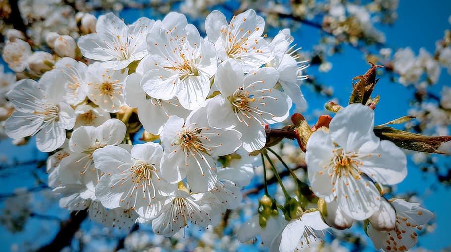 closeup photography of white cherry blossom flowers, spring HD wallpaper