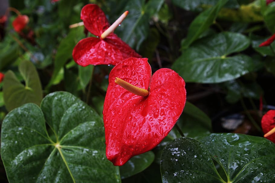 photo of red Anthurium, flowers, rain, leaf, nature, exotic HD wallpaper