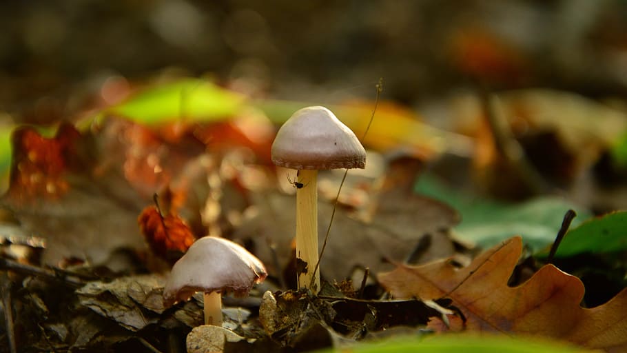 mushroom, forest, foliage, fungus, vegetable, food, close-up HD wallpaper