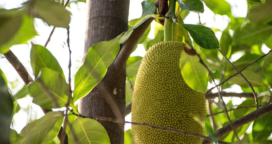 jackfruit, rai, thailand, food, green, healthy food, sky, the night HD wallpaper