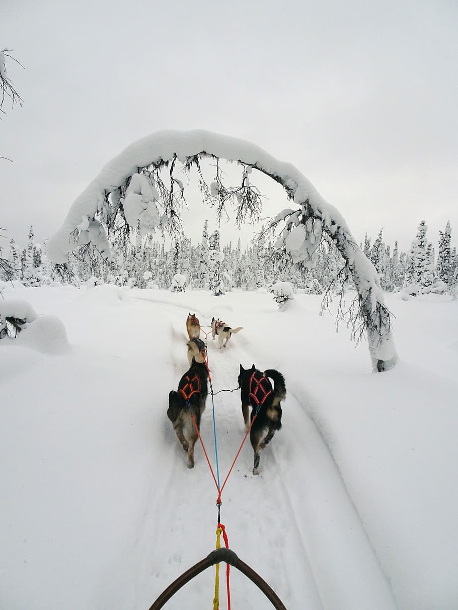Finland, Winter, Wintry, Lapland, Cold, snow, snowy, landscape HD wallpaper
