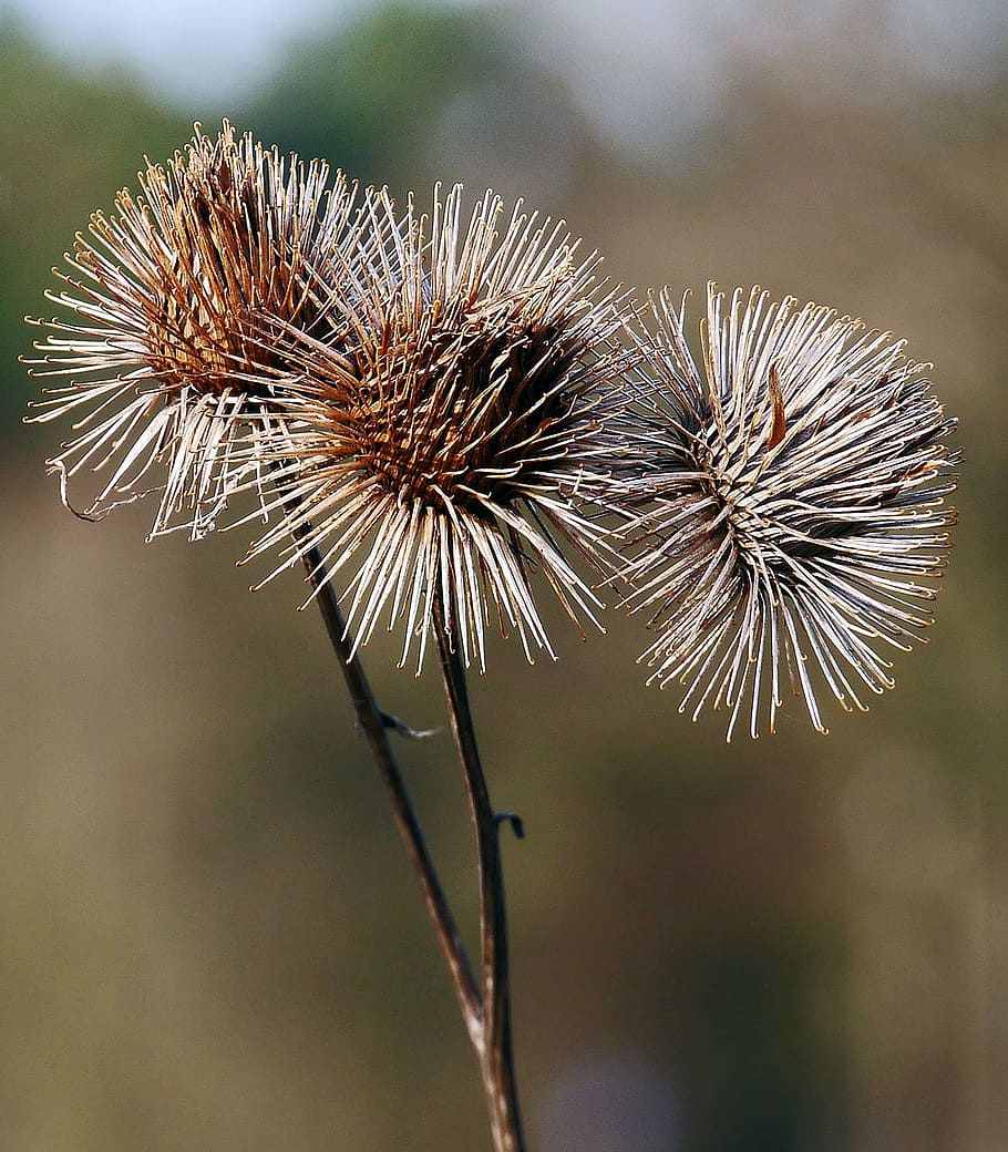 hook and loop closure, winter, dry, bush, balls, barb, focus on foreground HD wallpaper