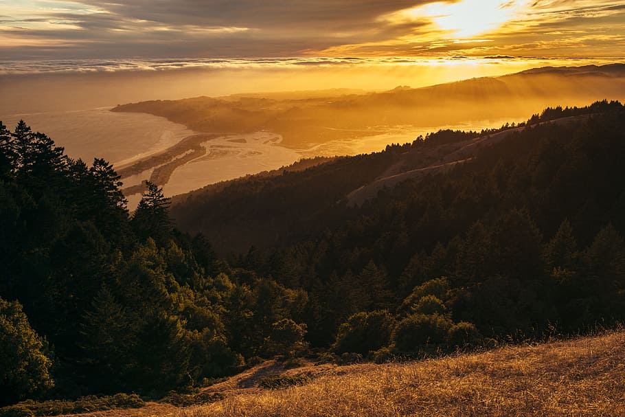photo of forest growing on mountain side near large body of water, green trees during sunset
