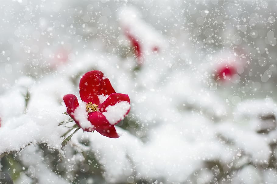 red petaled flower covered in snow, red rose, winter, white HD wallpaper