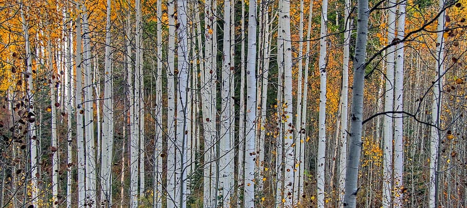 forest near body of water, aspen, trees, nature, autumn, colorful, HD wallpaper