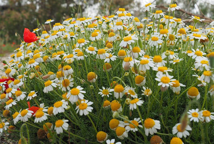 nature, flowers, spring, daisies, flowering plant, freshness HD wallpaper