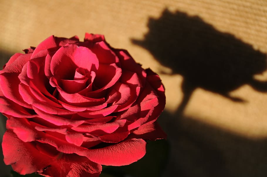 Shadow, Nature, Lighting, Flower, rose, blossom, bloom, red HD wallpaper