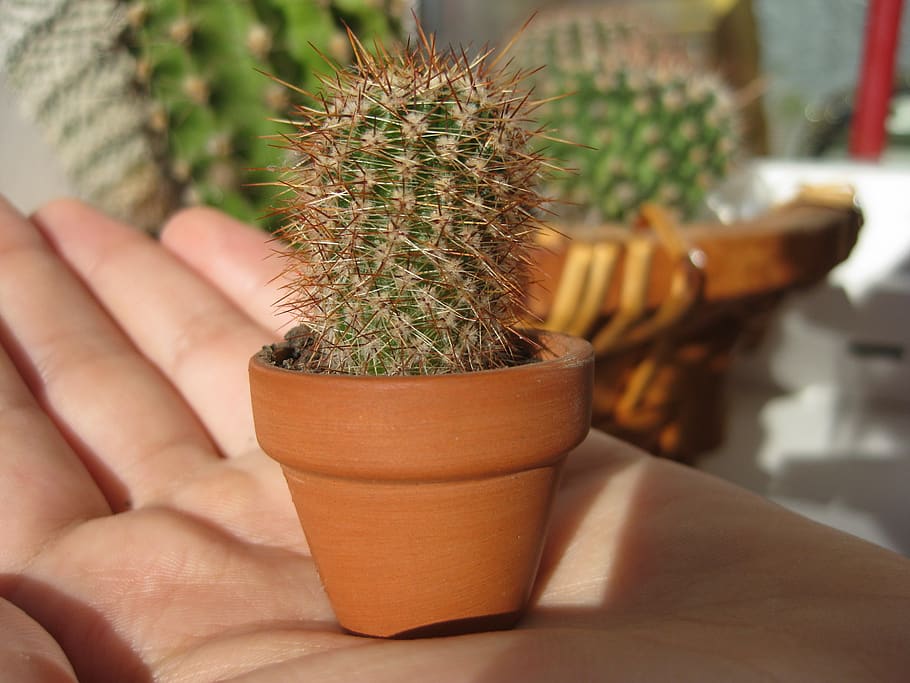 cactus, little, palm, potted plant, human hand, succulent plant HD wallpaper