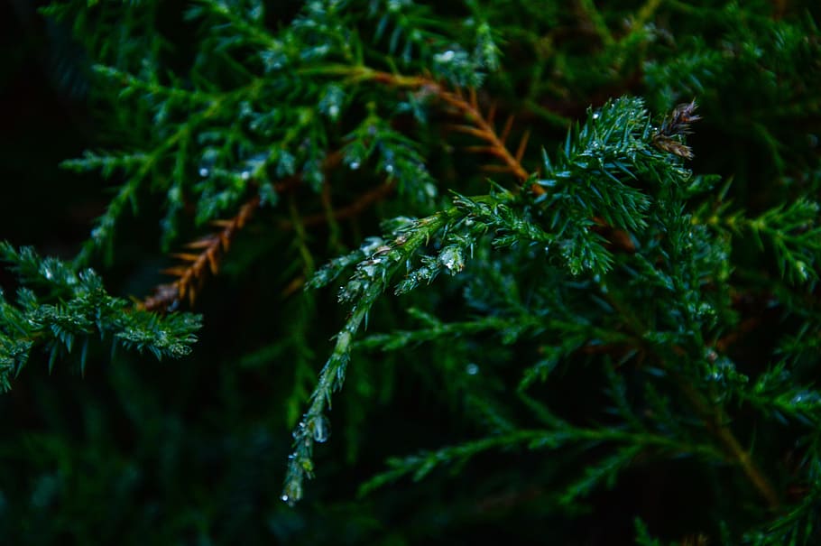 green, trees, leaves, branches, green color, plant, close-up HD wallpaper