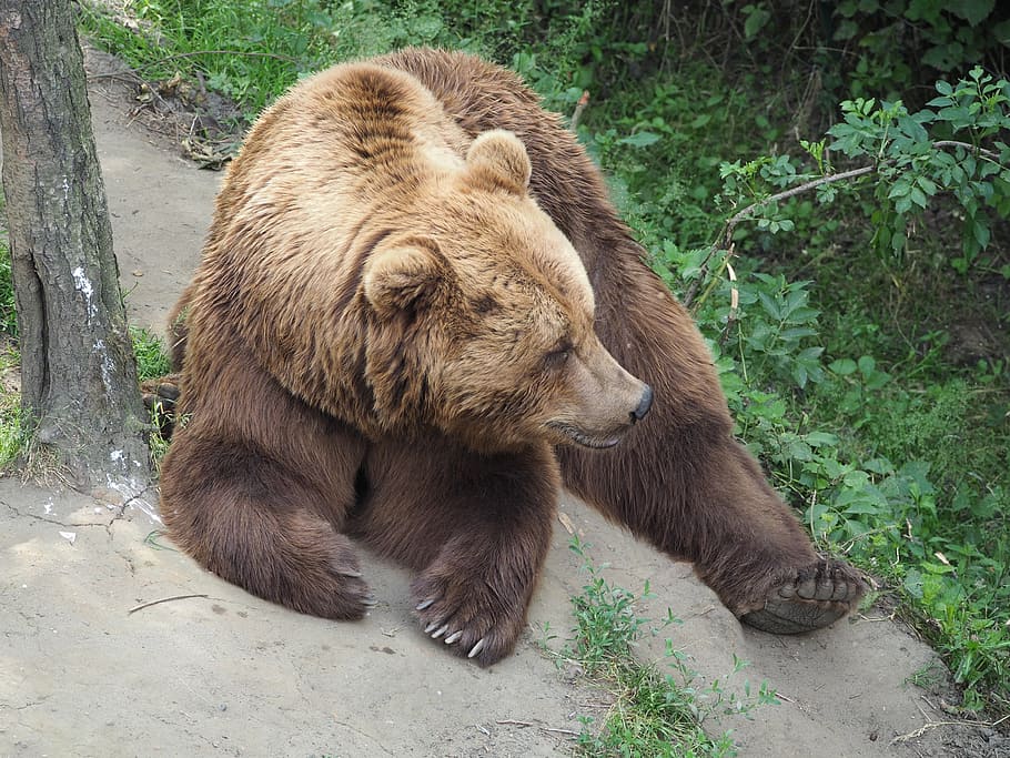 brown teddy, lazy, watch, animal, mammal, animal themes, animal wildlife HD wallpaper