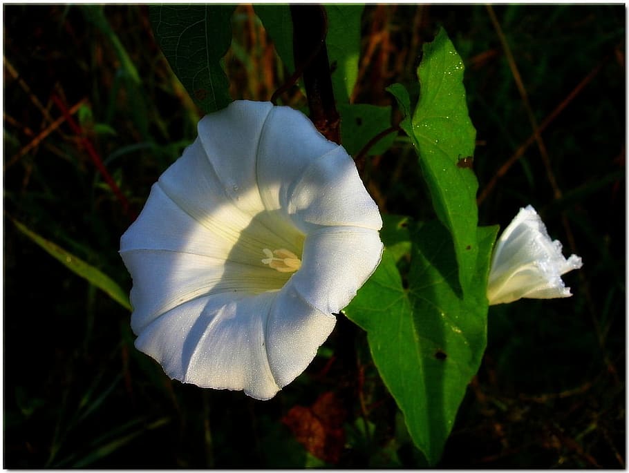 Bindweed, White, Nature, Blossom, Bloom, white blossom, plant HD wallpaper