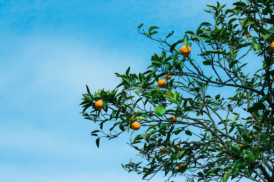 orange tree, blue sky, natural, food and drink, fruit, healthy eating HD wallpaper