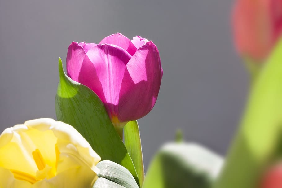 tulips, bouquet, spring, macro, nature, flowers, schnittblume HD wallpaper