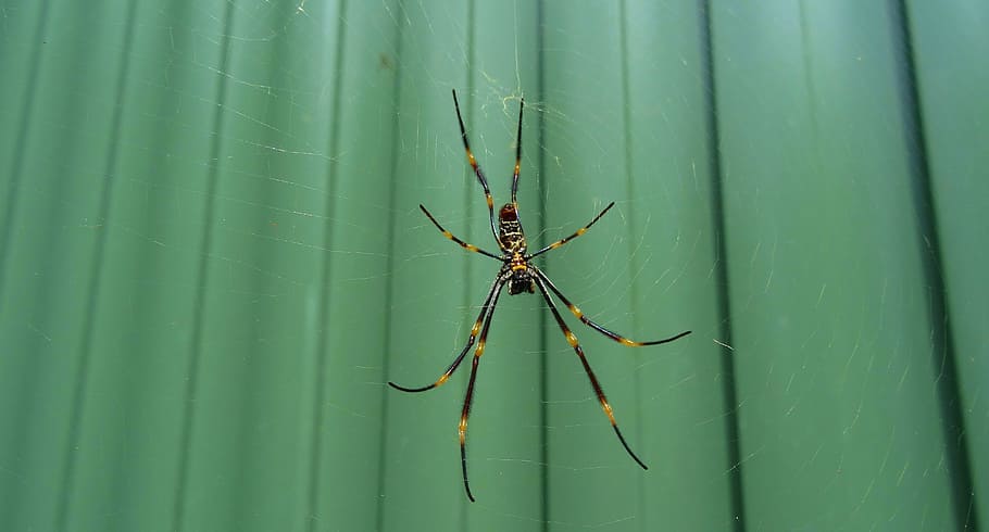 spider, insect, closeup, nature, green color, animal wildlife HD wallpaper