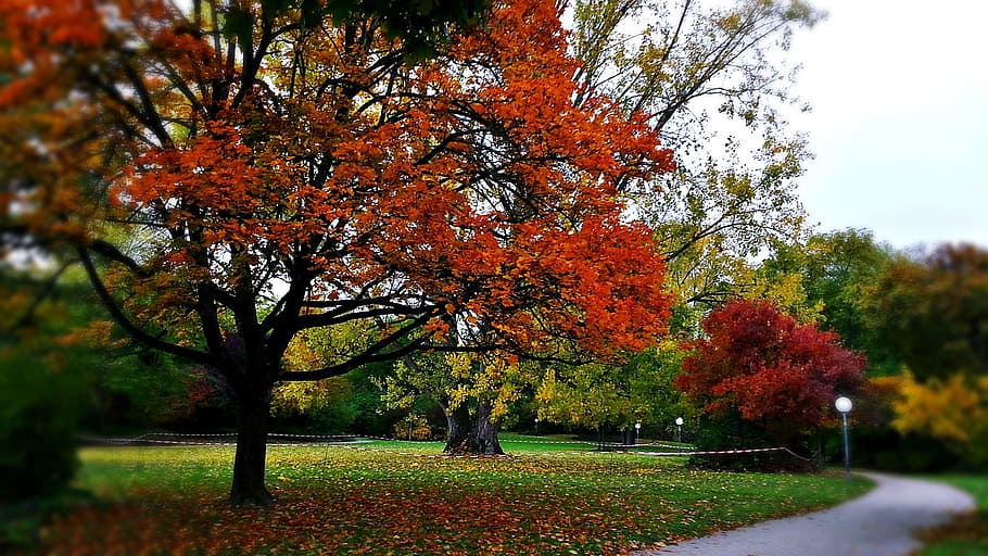 autumn, foliage, tree, lane, alley, autumn gold, red, change HD wallpaper