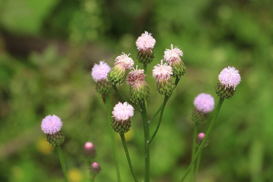 Flower, Plant, green, growth, focus on foreground, nature, no people HD wallpaper