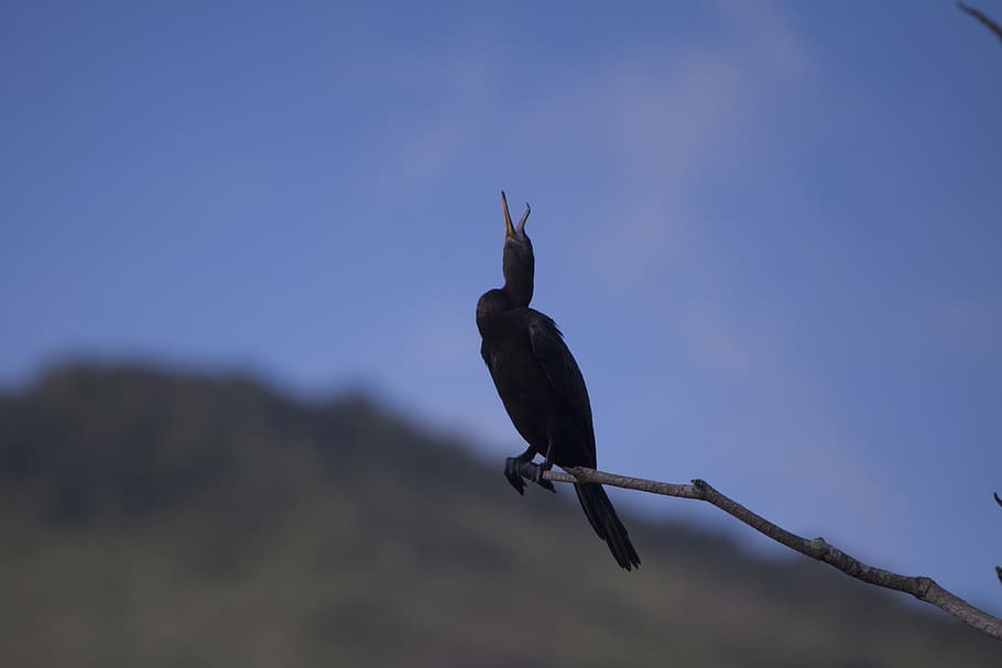 bird, nature, animals, vertebrate, animals in the wild, animal themes HD wallpaper