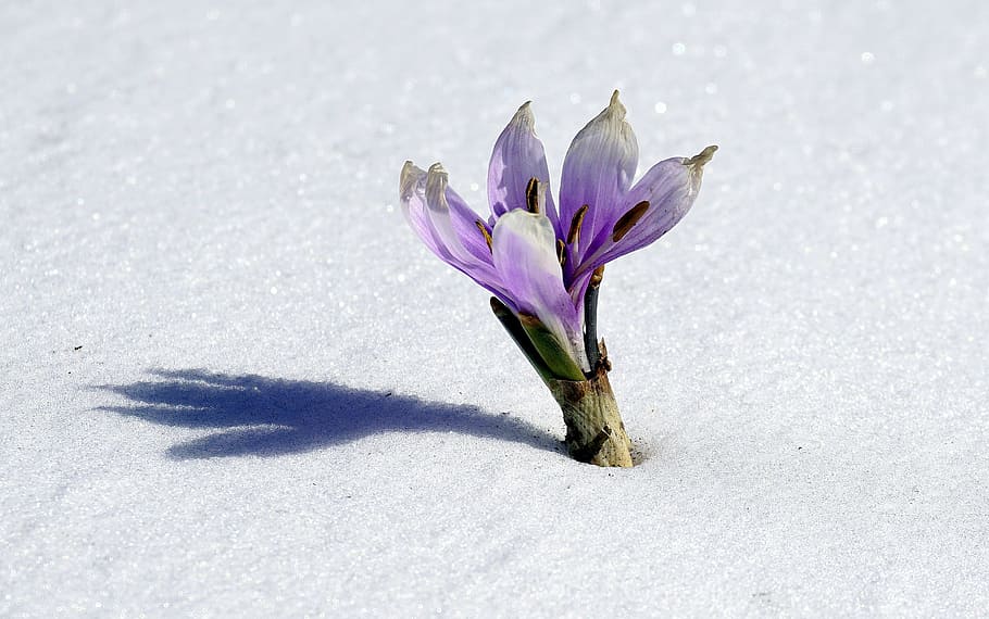purple crocus flower on white sand at daytime, Winter, Snow HD wallpaper