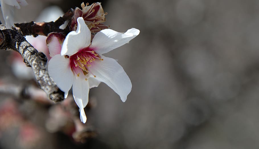 spring, nature, flowers, white, plant, flowering plant, beauty in nature HD wallpaper